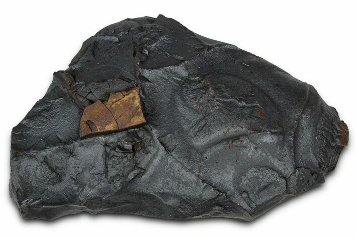 Dragon Scale Stone (Iron, Manganese, Siderite Nodule) #350216